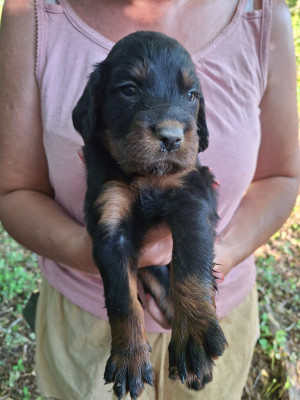 Les chiots de Setter Gordon