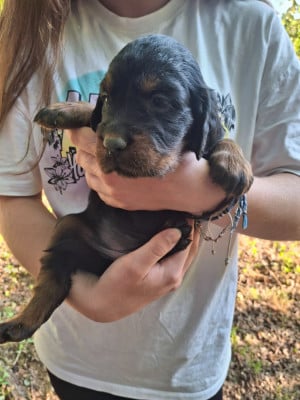 Les chiots de Setter Gordon