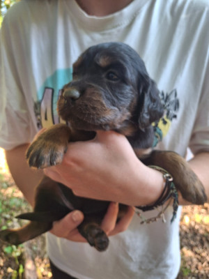 Les chiots de Setter Gordon