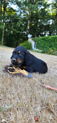 Les chiots de Setter Gordon