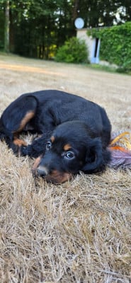 Les chiots de Setter Gordon