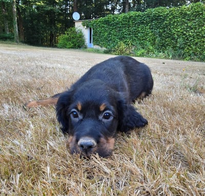 Les chiots de Setter Gordon