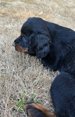 Les chiots de Setter Gordon