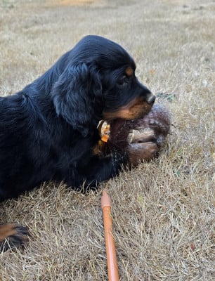 Les chiots de Setter Gordon
