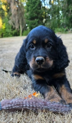 Les chiots de Setter Gordon