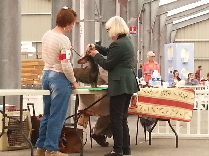 Ujka z lopenickych kopcu - 1 ère excellent CACS, CACIB