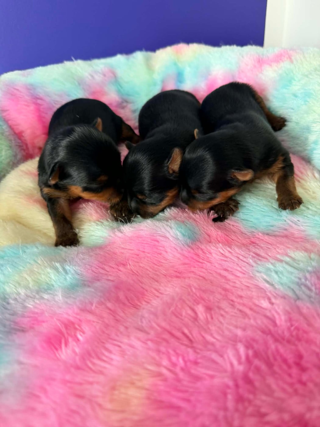 Yorkshire Terrier - Issu Des Plus Beaux Joyaux