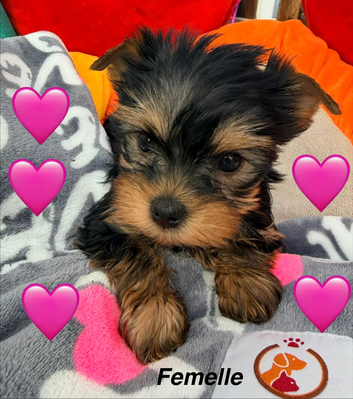 Yorkshire Terrier - Issu Des Plus Beaux Joyaux