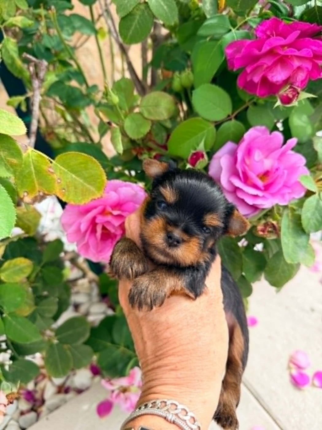 Chiot N°1 - Yorkshire Terrier
