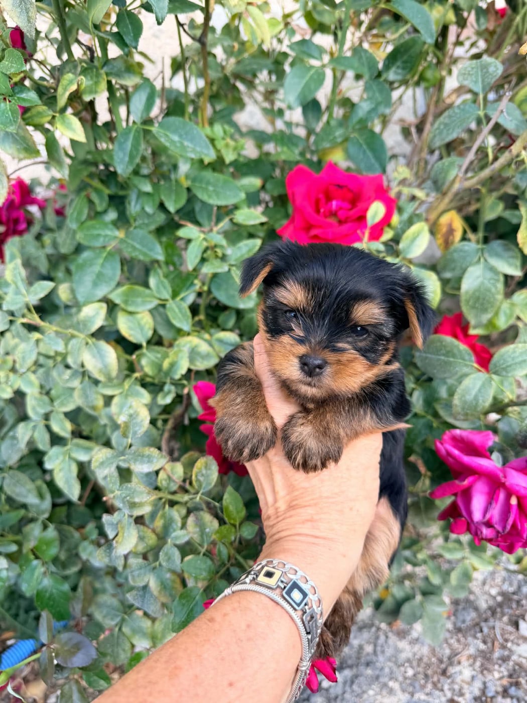 Yorkshire Terrier - Issu Des Plus Beaux Joyaux