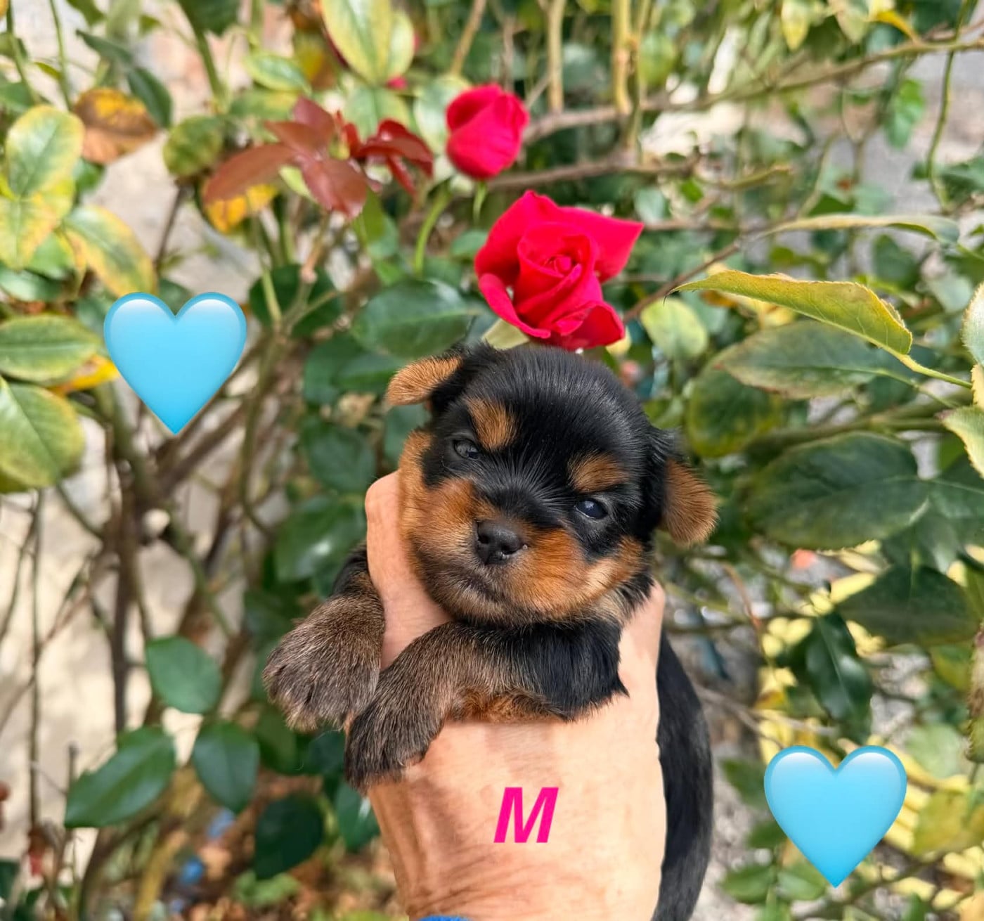 Chiot N°2 - Yorkshire Terrier