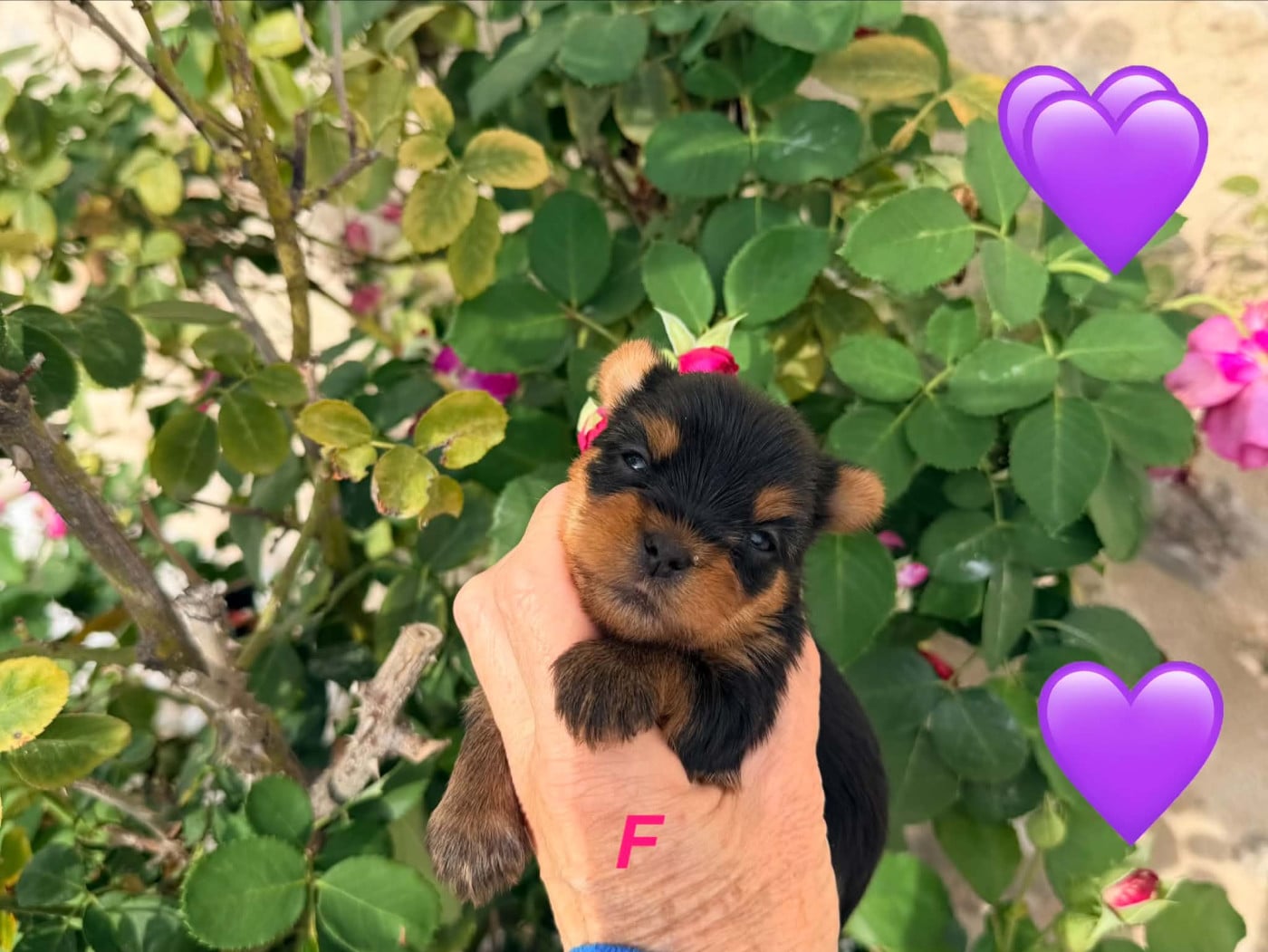Chiot N°4 - Yorkshire Terrier