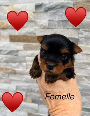 Les chiots de Yorkshire Terrier