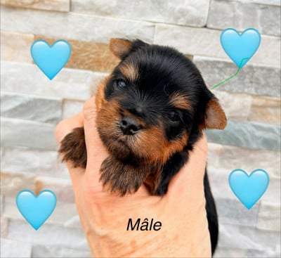 Les chiots de Yorkshire Terrier