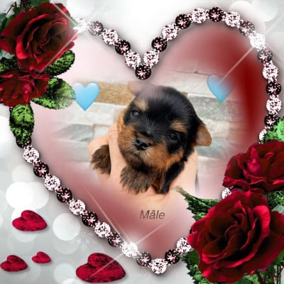 Les chiots de Yorkshire Terrier