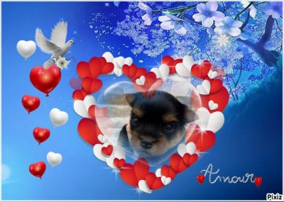 Les chiots de Yorkshire Terrier