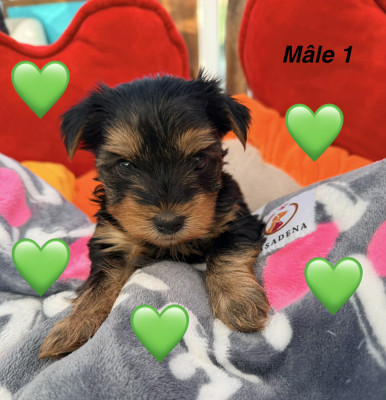 Les chiots de Yorkshire Terrier