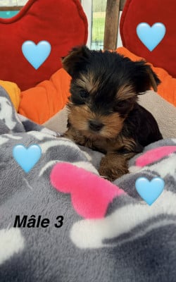 Les chiots de Yorkshire Terrier