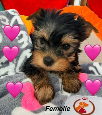 Les chiots de Yorkshire Terrier
