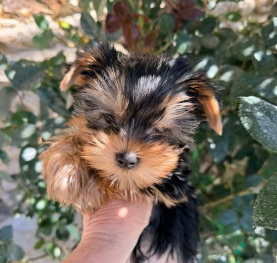 Les chiots de Yorkshire Terrier