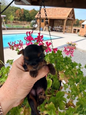Les chiots de Yorkshire Terrier