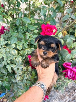 Les chiots de Yorkshire Terrier