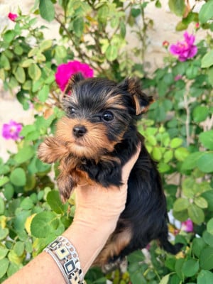 Les chiots de Yorkshire Terrier