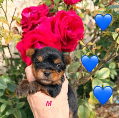 Les chiots de Yorkshire Terrier