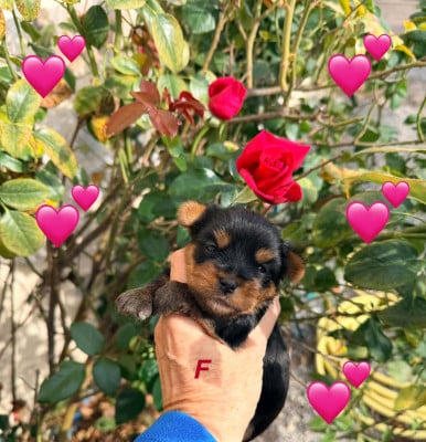 Les chiots de Yorkshire Terrier