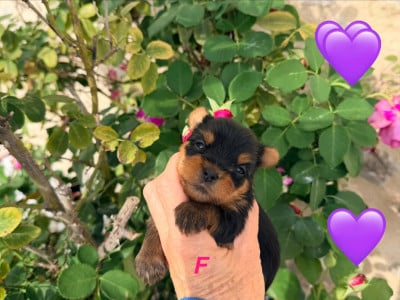 Les chiots de Yorkshire Terrier