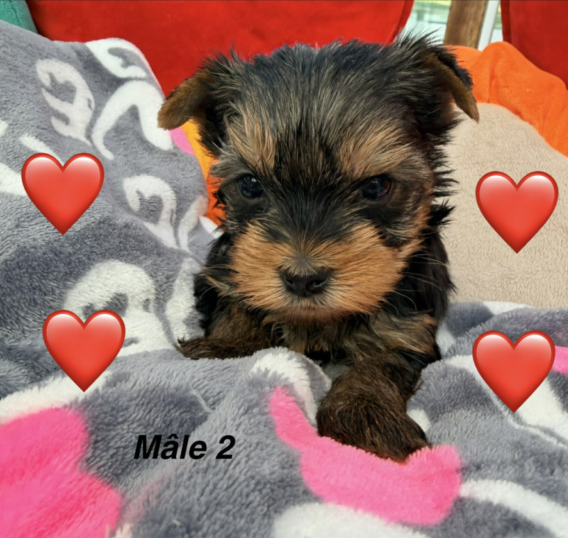 Yorkshire Terrier - Issu Des Plus Beaux Joyaux