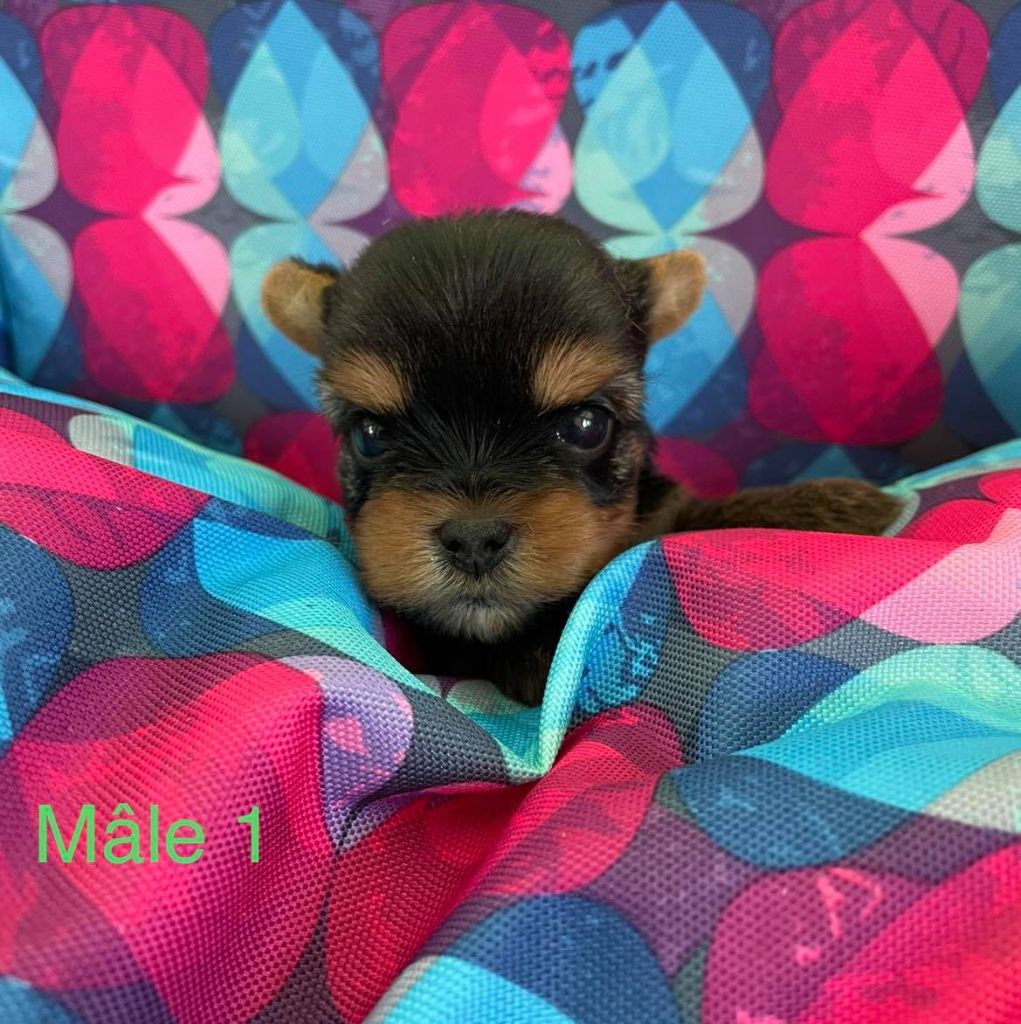 CHIOT - Yorkshire Terrier