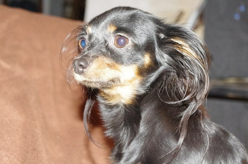 Gin De la prunelliere