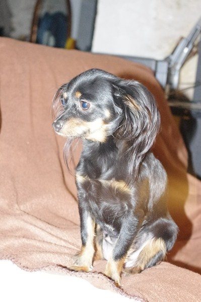 Gin De la prunelliere