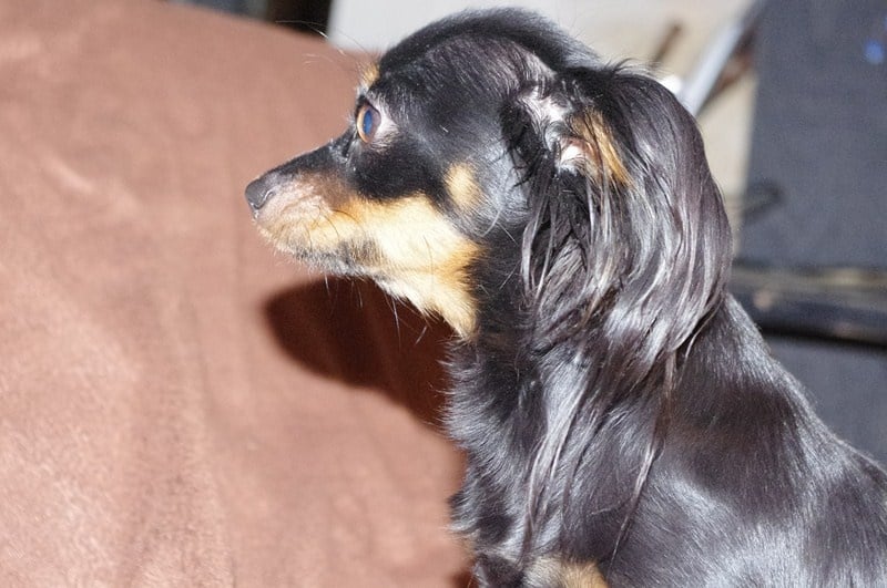 Gin De la prunelliere