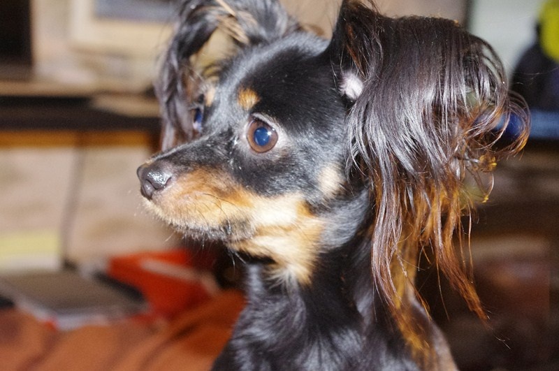 Gin De la prunelliere