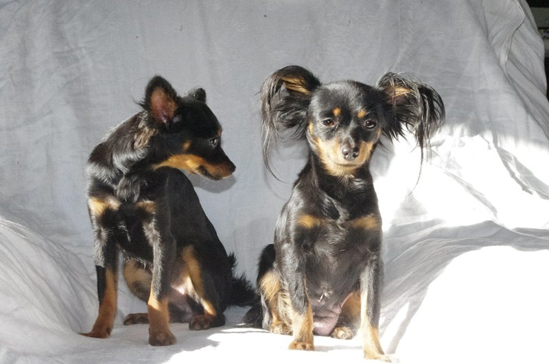 Gin De la prunelliere