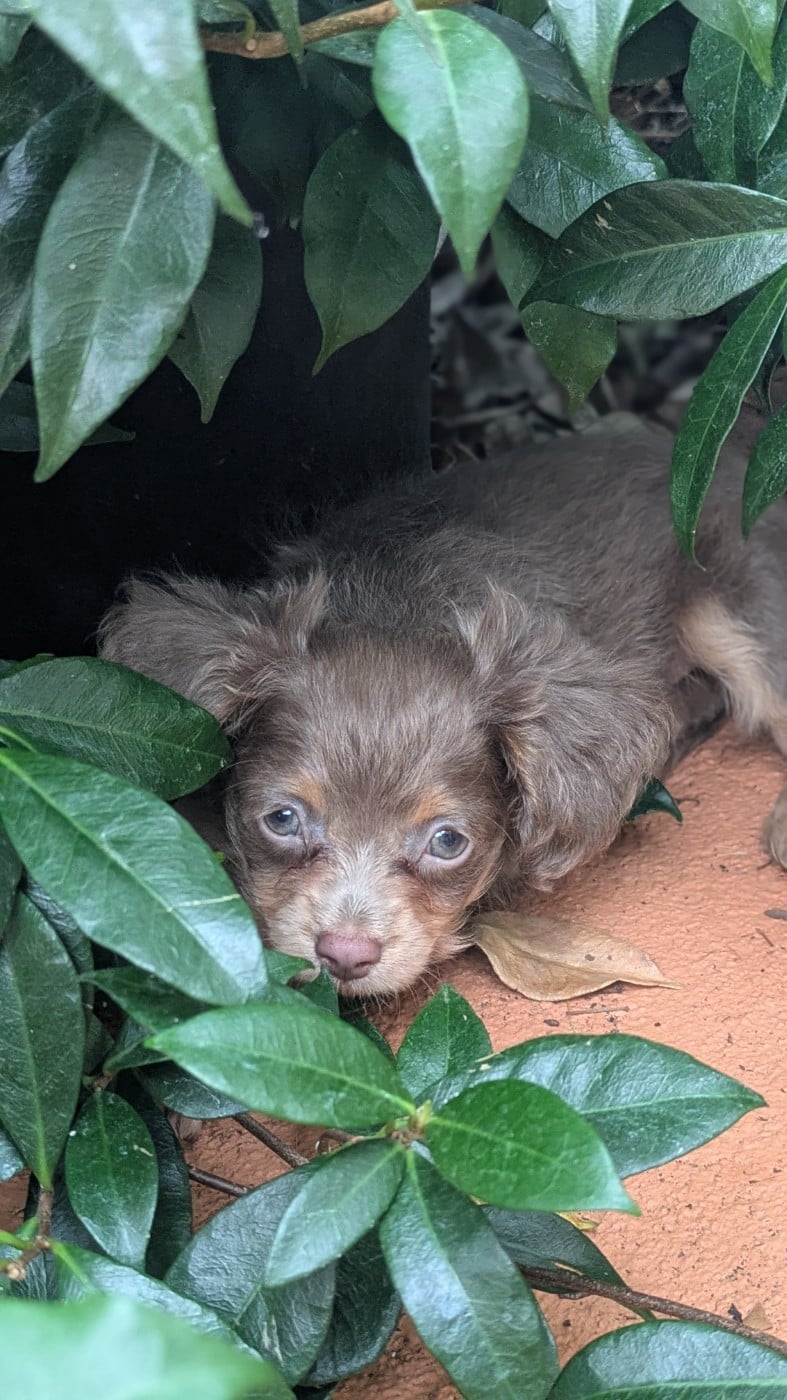 Bambino/ boy lilac CHIOT 2 lilas et feu - Russkiy Toy (Petit Chien Russe)