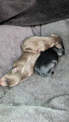 Les chiots de Russkiy Toy (Petit Chien Russe)