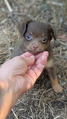 Les chiots de Russkiy Toy (Petit Chien Russe)