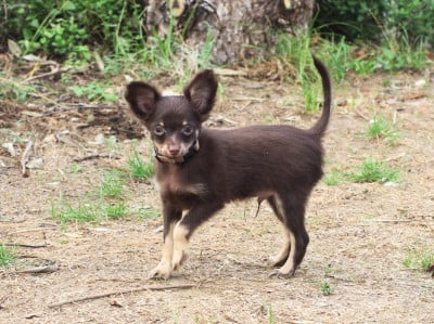 Bilbo , CHIOT 3 marron et feu - Russkiy Toy (Petit Chien Russe)