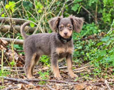 Les chiots de Russkiy Toy (Petit Chien Russe)