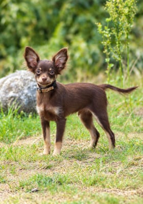 Les chiots de Russkiy Toy (Petit Chien Russe)