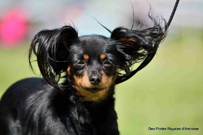 Gin De la prunelliere - 1er excellent , CACS , meilleur de Race