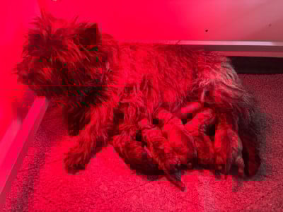 Les chiots de Cairn Terrier