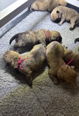 Les chiots de Cairn Terrier