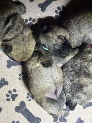 Les chiots de Cairn Terrier