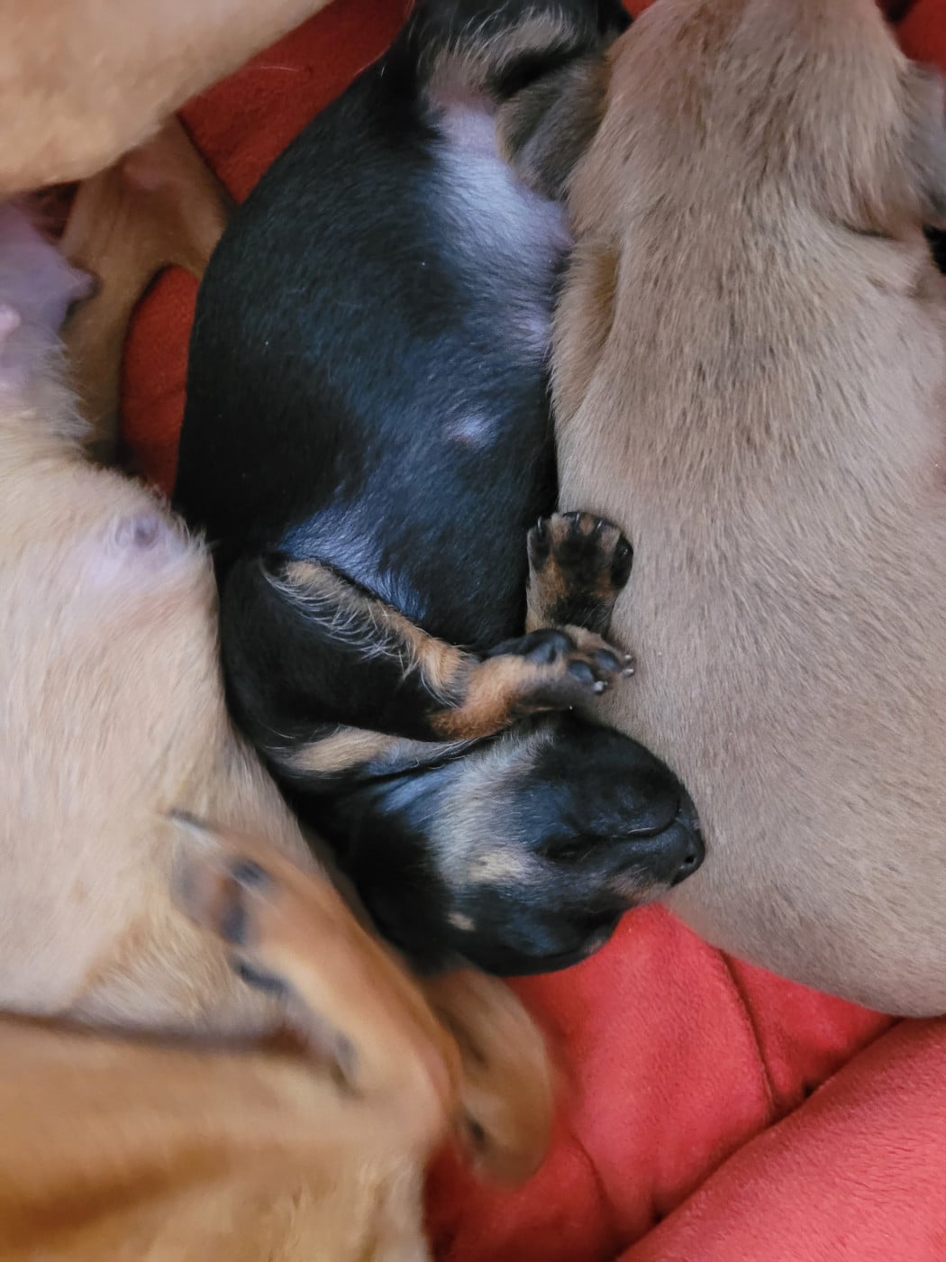 Baguerra - Russkiy Toy (Petit Chien Russe)