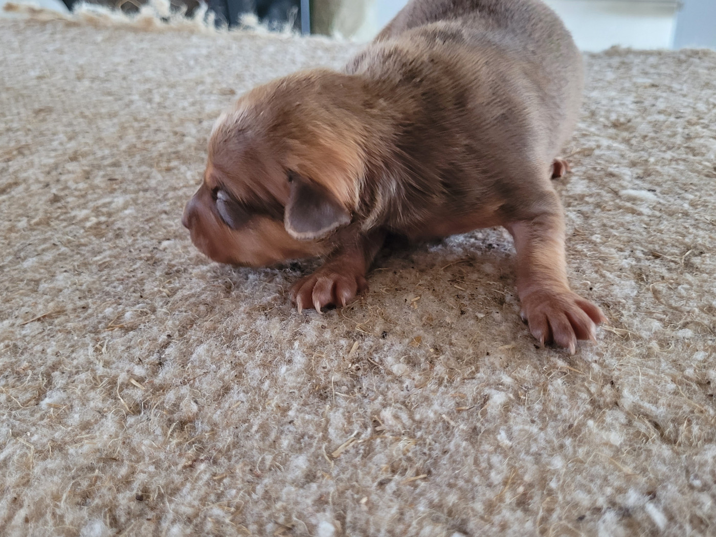 Boss - Russkiy Toy (Petit Chien Russe)