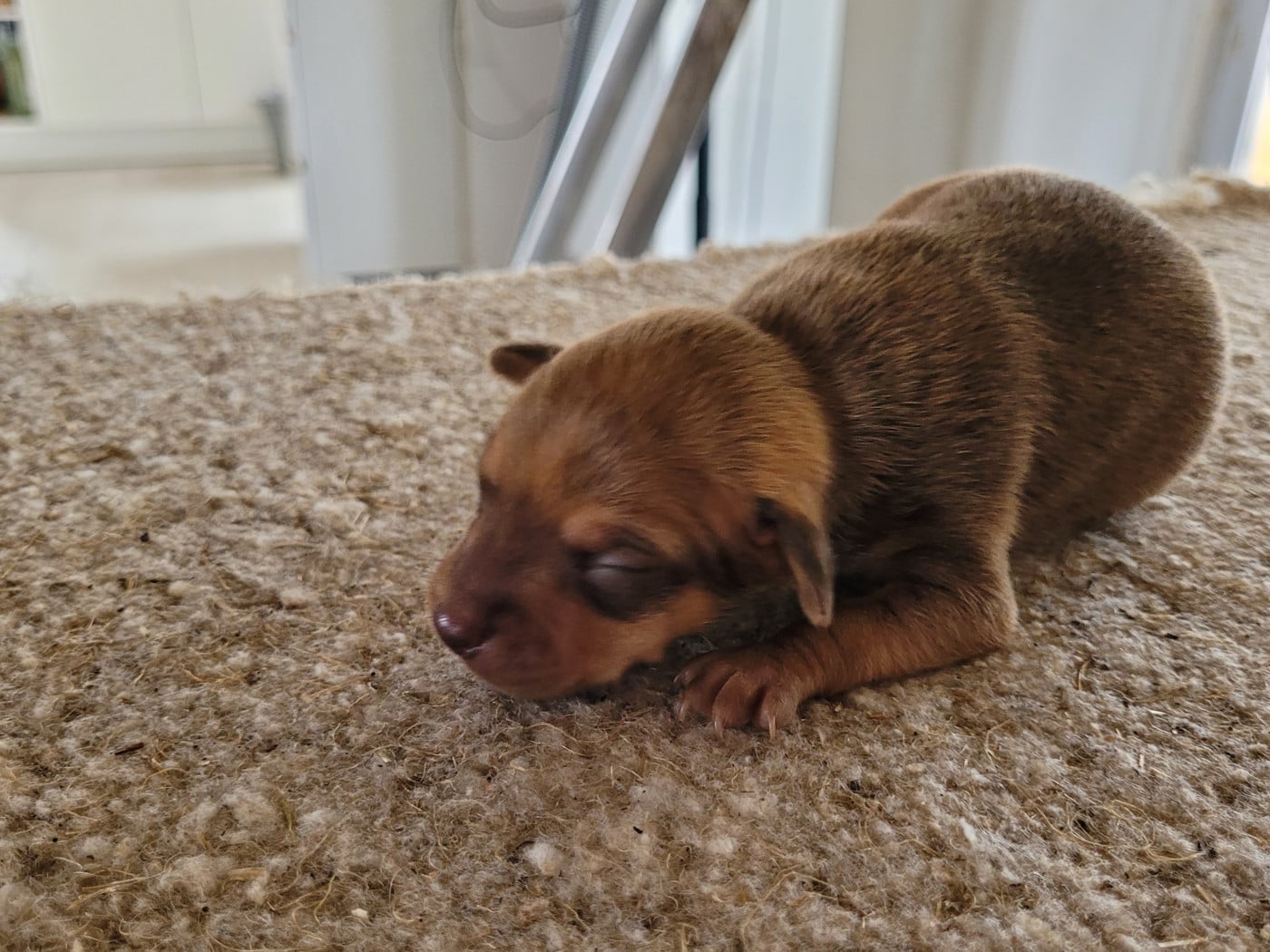 Broutille - Russkiy Toy (Petit Chien Russe)